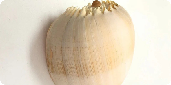 caca saadi descricoes 2