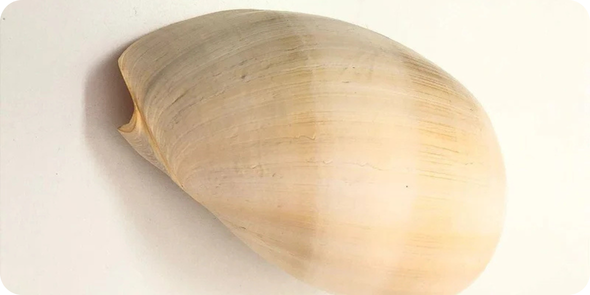 caca saadi descricoes 1